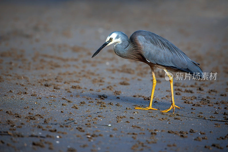 蓝鹭(Ardea herodias)